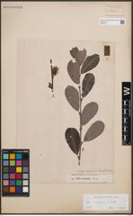 Foto von Salix cinerea L.